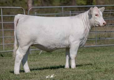 In 2017 his son CCC Major Impact was another highly bid upon bull when one-half interest and one-half possession sold for $27,000. He was a member of the 2017 Denver Reserve Grand Pen-of-Three.