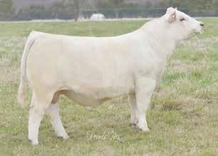 We are hearing great reports around the country about how good his progeny are looking.
