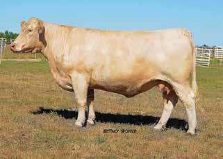 2 1.4 33 60 8 4.7 24 1.5 200.32 The third January show heifer to be offered and another great one.