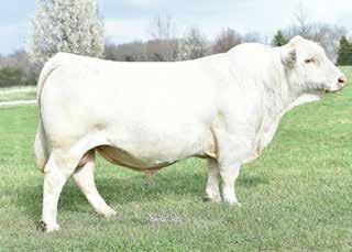 She was a daughter out of the National Champion bull PF Impressed and out of a Southern Cattle Company donor, one of Peugeot s very best daughters.