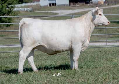16 Bred AI on 4-6-17 to M6 Comfort Zone 227 P PE from 4-25-17 to 6-10-17 to M6 Comfort Zone 227 P This huge bodied future donor is a sale feature! Her dam is an unbelievable producer.