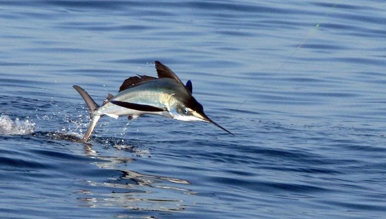 Billfish Research and Management News Summer 2012 For the past 20 years my colleagues and I have been taking advantage of the fish brought to the weigh stations at the Mid-Atlantic