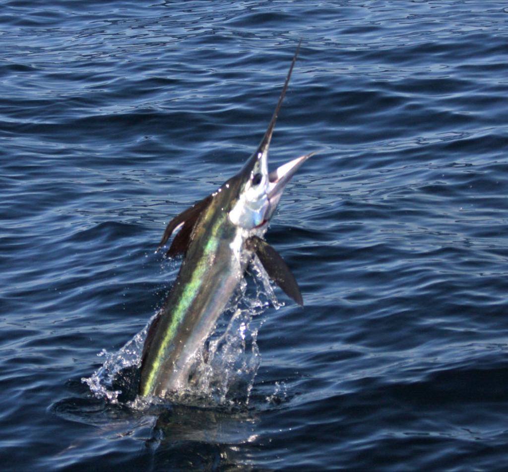 Roundscale Spearfish and White Marlin Burying the Hatchet (Marlin).