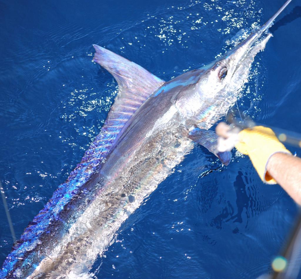 marlin: Is it a separate species, a morphological variant of the white marlin, or a hybrid of a white marlin and spearfish?