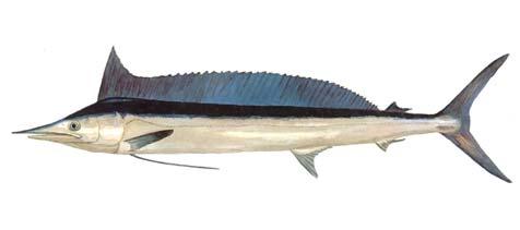 Seafood Watch Seafood Report Shortbill spearfish Tetrapturus angustirostris (Image courtesy of Inter-American Tropical Tuna Commission) Hawaii