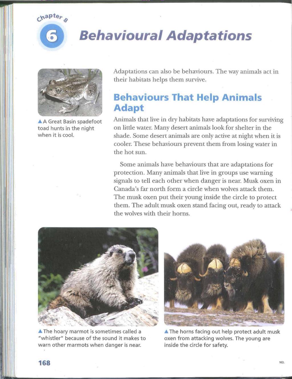 Cjciaple,^ Behavioural Adaptations Adaptations can also be behaviours. The way animals act in their habitats helps them survive.