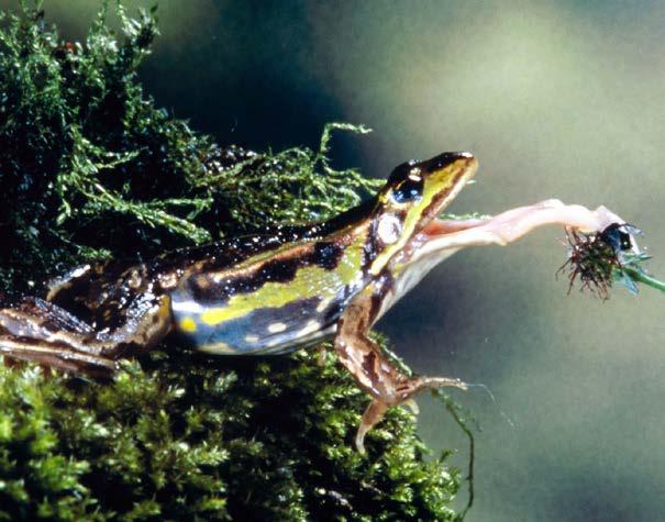 About Frogs Frogs are famous for their ability to leap with their long, strong back legs. They leap to catch insects and other prey.