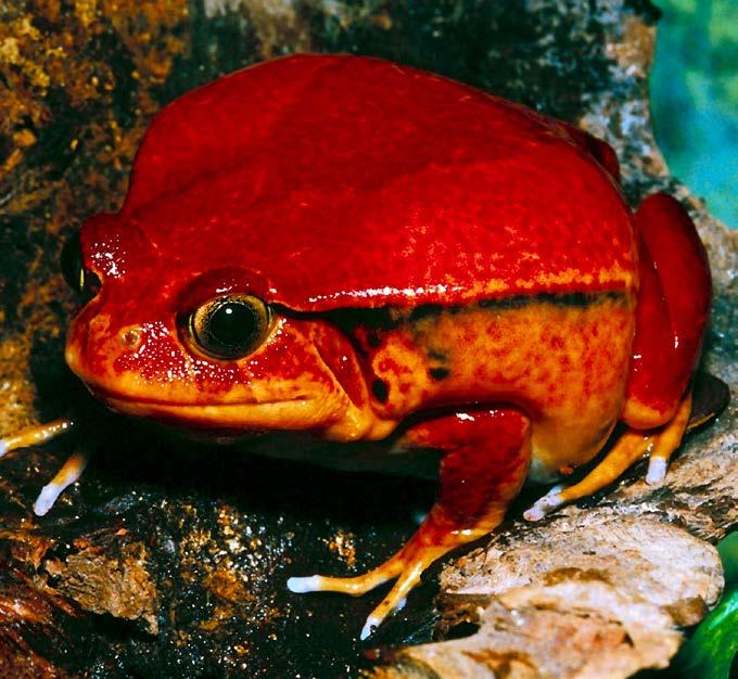 One golden poison frog contains enough poison to kill 10 people or 20,000 mice. This frog is one of the most poisonous animals on Earth. Some frogs try to trick predators that might want to eat them.