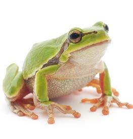 Why are frogs so happy? They eat whatever bugs them. Glossary ability a skill or talent (p. 9) field guide a book that helps people identify living things in nature (p.