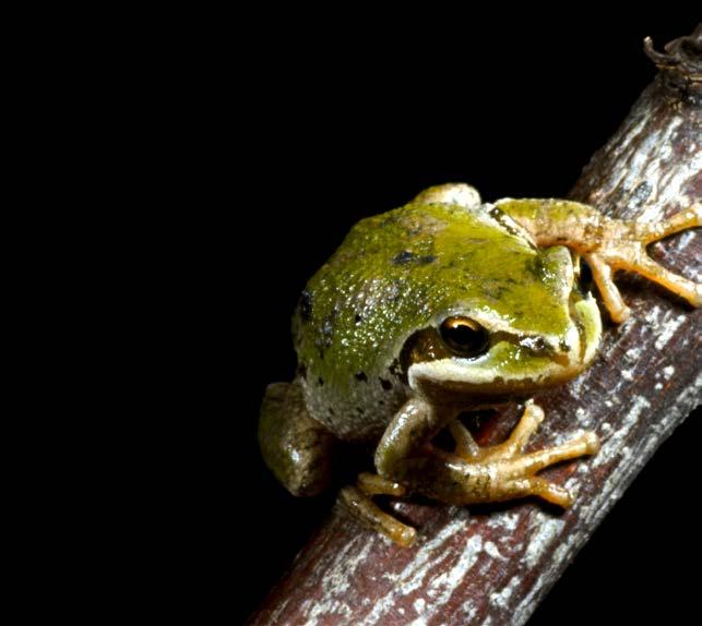 13) animals that are food for predators (p. 9) Frogs Are Cool! Frogs and toads come in many shapes, sizes, and colors. You can find them in trees, in or near water, and on the ground.