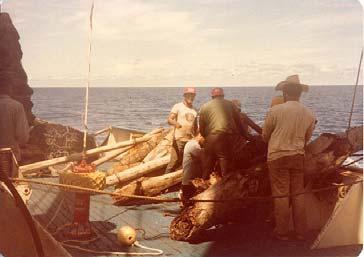 Itano) Some vessels experimented with retrieving natural drift logs and re-deploying them at different locations where better signs of tuna were present, or tying several natural drift