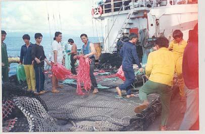 drifting FADs made of bamboo and tied together with a net that hung down 20 to 30 meters, weighted by chain. A sack of tuna was also attached to each FAD as it was deployed.