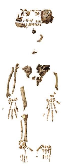 Ardipithecus ramidus FOSSILS OF THE HUMAN FAMILY 7 Million Years Ago S. tchadensis Toumaï Chad SAHELANTHROPUS 6 ARDIPITHECUS ORRORIN Ar. kadabba Ethiopia O. tugenensis Millennium Man Kenya 5 Ar.