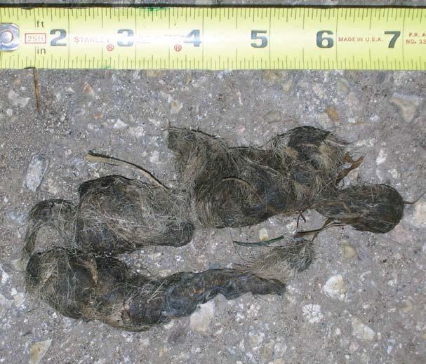 Scats Scats are the feces deposited by coyotes and other wildlife. Coyote scats are ropelike and typically filled with hair and bones, whereas dog scat is soft with dog food.