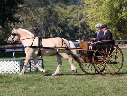 Susan has competed very successfully for many years with Fjord horses at Pleasure driving shows, always with high quality, well trained Fjords.