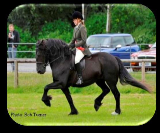 Regulations The British mountain and moorland breeds (Connemara, Dale, Dartmoor, Exmoor, Fells, Highland, New Forest, Shetland and the Welsh breeds) Australian ponies, Fjord & Haflinger ponies are