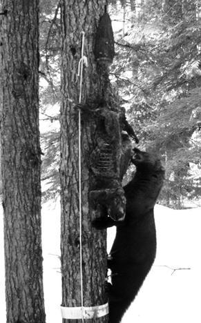 INLAND MARITIME INITIATIVE: FOREST CARNIVORES Winter 2011 Update Idaho Department of Fish