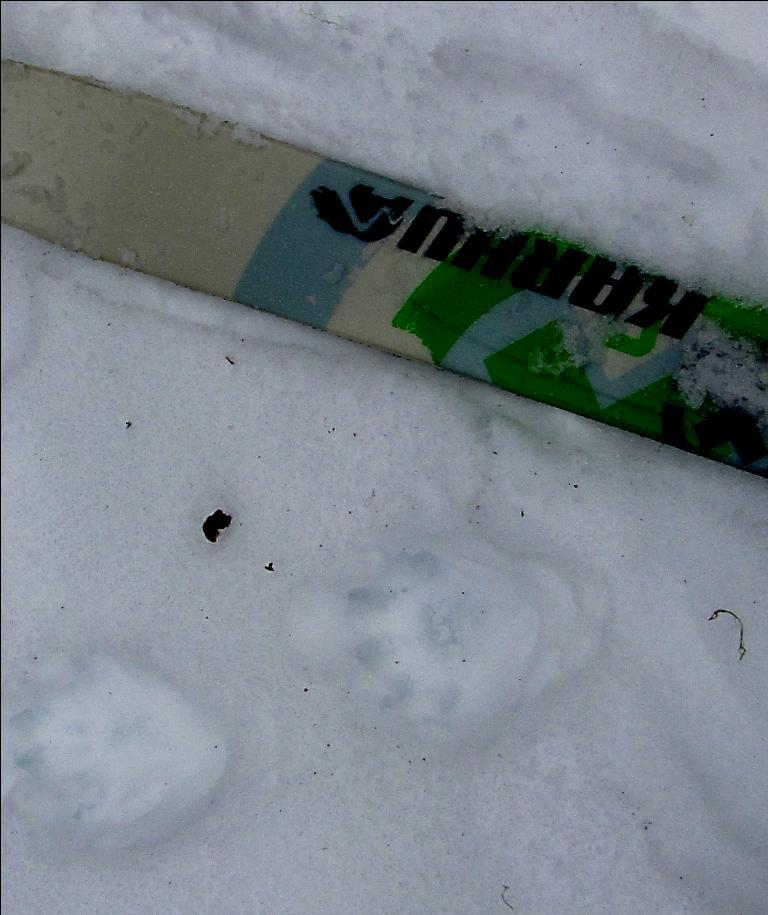 INCIDENTAL OBSERVATIONS Over the course of the season, we documented tracks of wolverines and lynx detected by ourselves or by volunteers with photo corroboration.