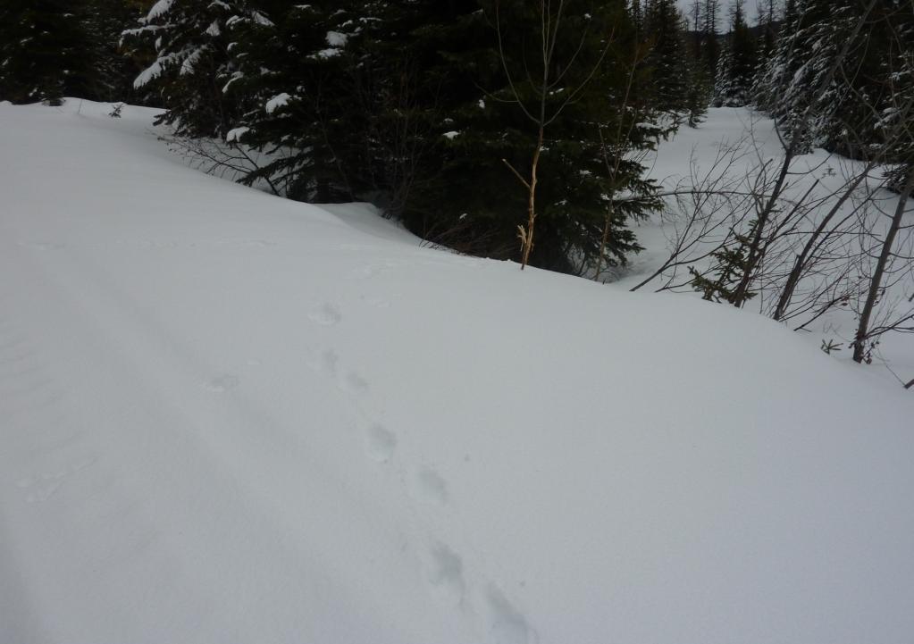 Wolverine tracks observed January 27 th, 2011.