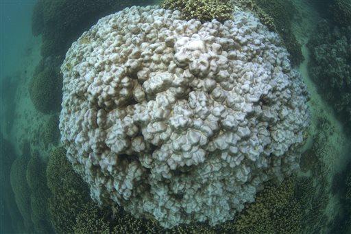 "We train it in a way so that the machine starts recognizing different types of corals, and it can process about 500,000 images in about a week.