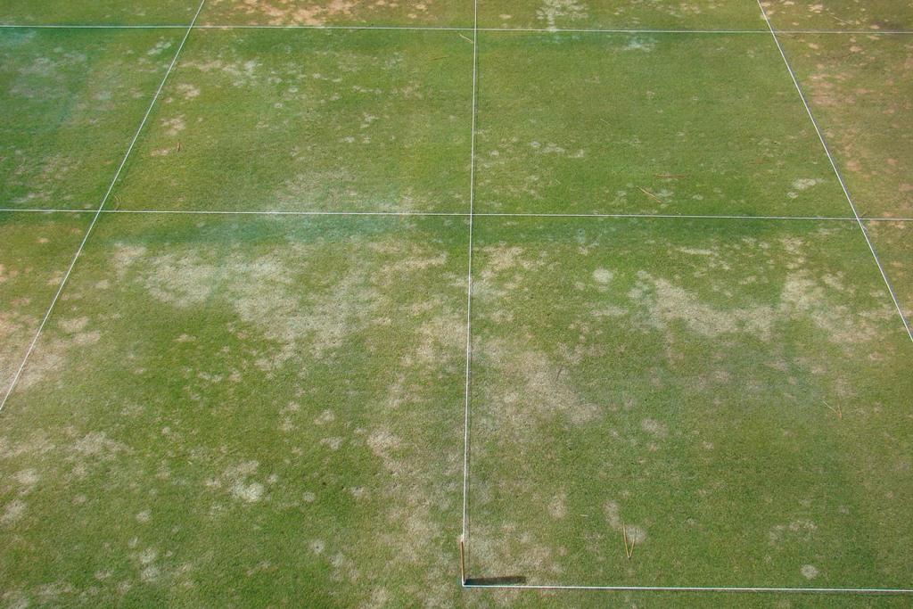 Fig. 8. Civitas + Harmonizer snow mold treatments on a creeping bentgrass/annual bluegrass green at Chewelah Golf and Country Club, Chewelah, WA. Rated on 9 Apr. 2012.