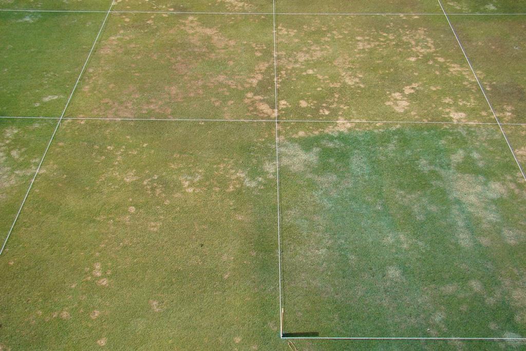 Fig. 9. Civitas + Harmonizer snow mold treatments on a creeping bentgrass/annual bluegrass green at Chewelah Golf and Country Club, Chewelah, WA. Rated on 9 Apr.