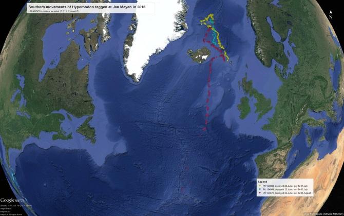 Figure 3. large-scale movements of northern bottlenose whales. All three tagged whales moved south from Jan Mayen.