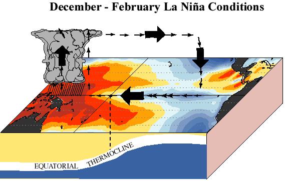 La Niña (cold phase) ENSO Neutral (Average) Winds and surface water flow toward west, upwelling Warmest SSTs,