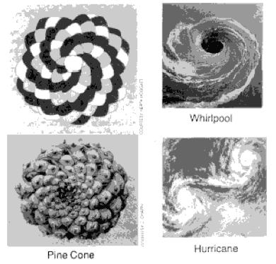 and light years of space separate the pine cone and the spiraling galaxy, but the design is the same: a 1.618 ratio, perhaps the primary law governing dynamic natural phenomena.