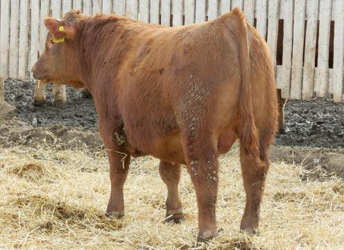 Red & Black Angus Bulls 1 Red TR Nucleas 10Z CBT 10Z January 20 2012 #1661316 71 669 102 1211 88 3.