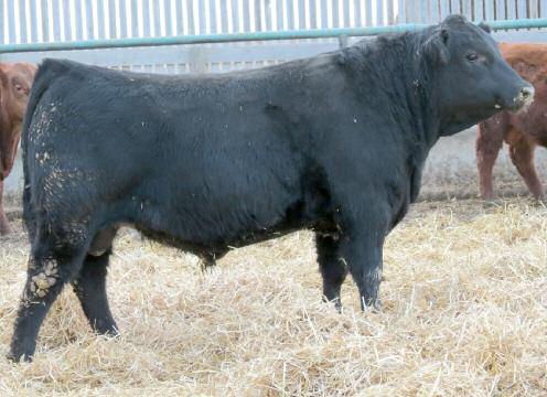 21 21AR BIG SPD 7012A DIAMOND STEAKHOUSE 9378 DIAMOND ENCHANTRESS N135 One of only two Diamond Steakhouse bulls in the sale, and I like them both.