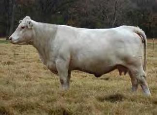 A full sib recently sold to Timmber Farms, MS for their new herd sire! The D1253 produced the high-selling bull for DeBruycker, going to Canada.