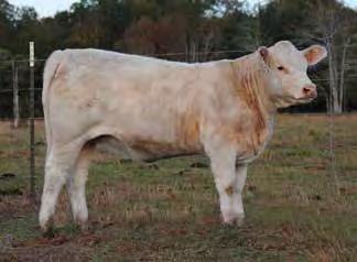 A maternal sib to Lot 24, another powerful heifer that will amaze you with her abundant performance, classic feminine design and skeletal correctness. The top Reality daughters are extremely good.