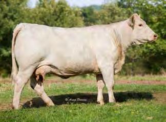 2 MCF Lady GI Duke 5003 Maternal granddam of Lot 28 Embryos K008 was the high-selling cow in the 2015 Appalachian Classic Sale going for $11,250 for cow and calf.