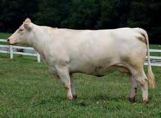 Her son sold to Staples Charolais, AL for their new herd sire. The Ledger influence has really been enhanced with DeBruycker genetics for a more powerful, thicker animal!