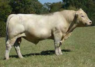 She also produced the JDJ Royal Trade N134 that is a former AICA Trait Leader. Curlin daughters have the same great udder quality and have been very popular in sales!