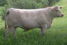 F994484 Double-H Charolais have been relentless in searching for the very best Charolais