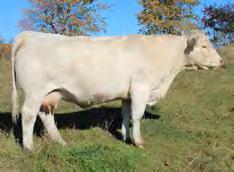 best solutions to the best of the best in Charolais!