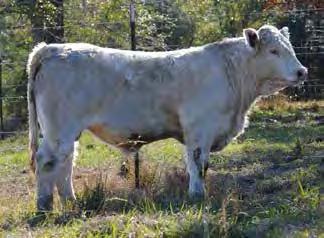 (You will notice lots 5 & 6 of DeBruycker s are bred to Zentastic A3037). With just an 81 lbs.