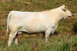 This powerful cow is a full sib to CJC Mr President T122, one of the most outstanding sons of LHD Cigar E46 in the breed.