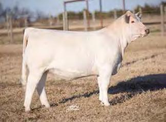 Lot 19 TML FIRST LADY 443 P 11/12/2014 F1210356 POLLED CJC MR PRESIDENT T122 DS COMMANDER IN CHIEF 103 CJC MS DAYLIGHT K1662 M798112 DS EASE S MISS 503 M6 FULL THROTTLE 2138 PET TO EASE S MISS 1023 P