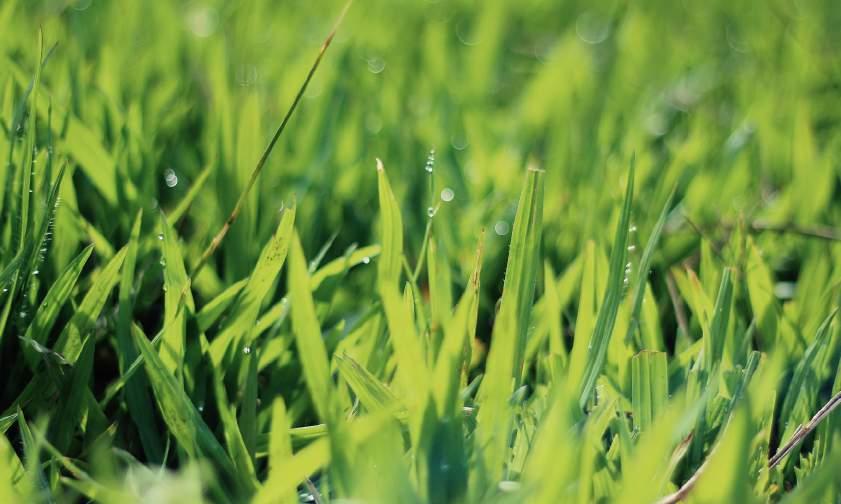 when to mow, scarify, sow, lay, feed, water... April Now is the time to apply a lawn fertiliser to feed the lawn or a lawn weed control product where necessary.