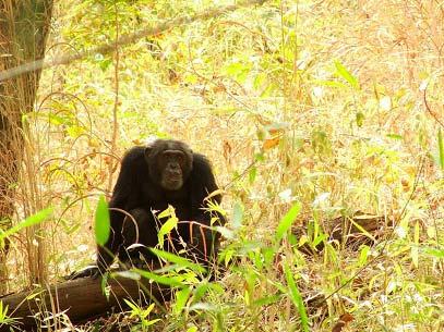 256 PaleoAnthropology 2009 Figure 4. Adult male Fongoli chimpanzee in bamboo woodland habitat, dry season (photo by Paco Bertolani). Figure 5.