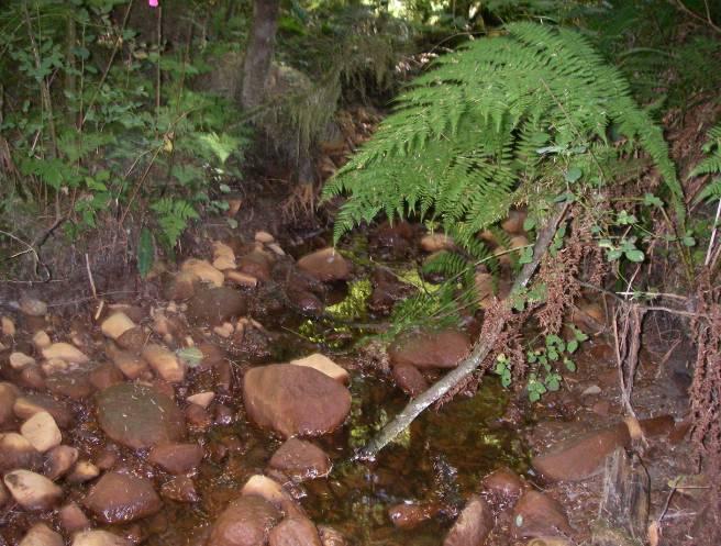 accumulated large and small woody debris jams. The channel substrate is dominated by cobble, although there are pockets of gravel and fines in pool areas at the mid and upper reach.