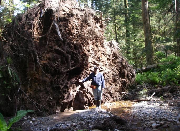 Figure 15 Meech Creek, Reach 4 Large cedar uprooted in creek, May 07 3.2.