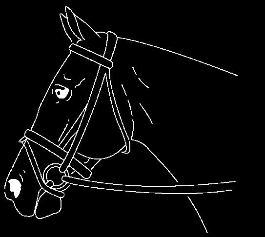 Crossed noseband (pictured) / Mexican noseband