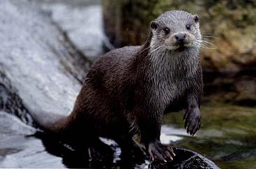 Favourable Conservation Status A concept for Otters all over the world?