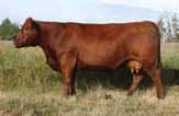 TOWN 260D 77 MISS FREYR 509E Red Ter-Ron Paige 609R Dam of Lot 123C BW: 0.