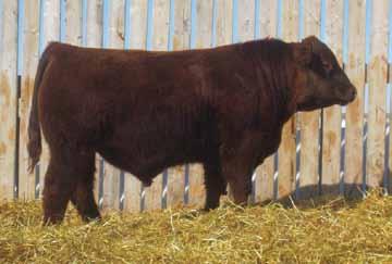 49 Another very good Alcatraz son with tons of shape, great bone & a thick top Indexed 106 at weaning 99X was Baileys 4-H cow that comes from the great Maggie cow family.