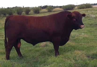 Reference Sire SIX MILE SURE SHOT 195Z SIXM 195Z 1675340 March 05 2012 CE BW: 88 lbs Adj 205: 868 lbs Adj 365: 1390 lbs TOWAW INDEED 104H CC EXPANSION 5E SIX MILE WIN-CHESTER 745W TOWAW MOLLY 67C SIX